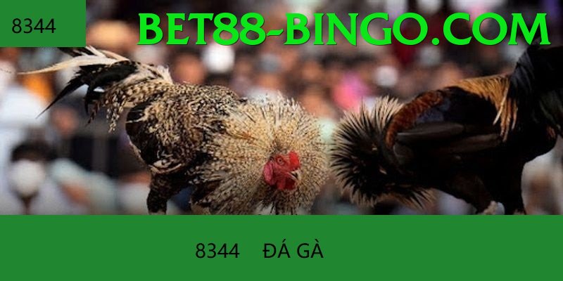 Trường Đấu Đá Gà Chuyên Nghiệp - Game bóng đá