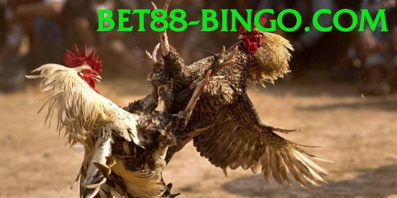 Đá Gà Trực Tiếp - bet88 - Giftcode