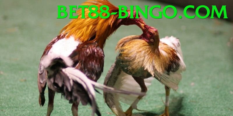 Cách Đọc Kèo Đá Gà - Tải xuống